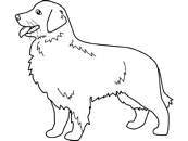 coloriage golden retrivier